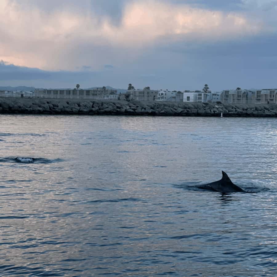 Marina del Rey: 1-Hour Boat Tour - Booking details worth checking before you go