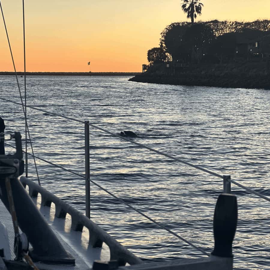 Marina del Rey: 1-Hour Boat Tour - Who should book this Marina del Rey cruise?