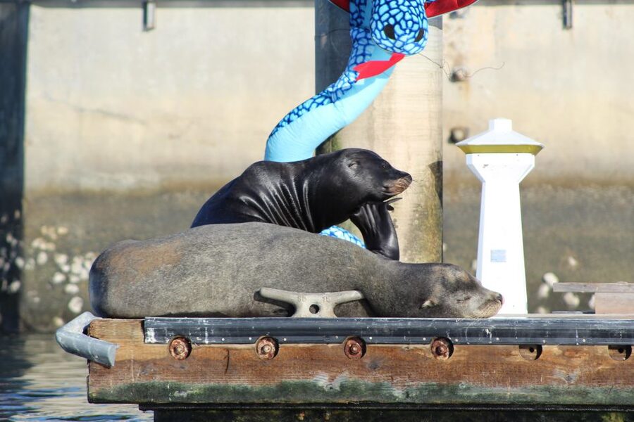 Marina Del Rey: Kayak and Paddleboard Tour with Sea Lions - Starting at Mother’s Beach in Marina del Rey