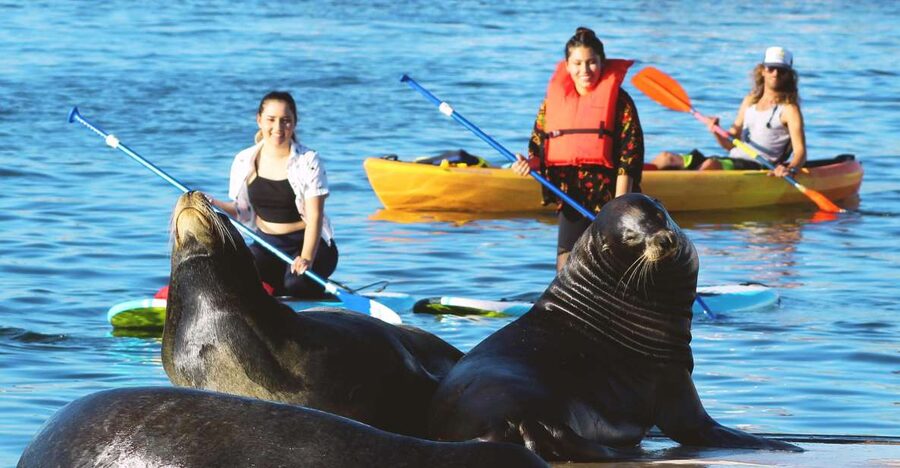 Marina Del Rey: Kayak and Paddleboard Tour with Sea Lions - Is the $79 price good value?