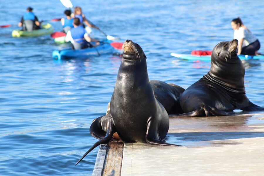 Marina Del Rey: Kayak and Paddleboard Tour with Sea Lions - Booking details worth knowing