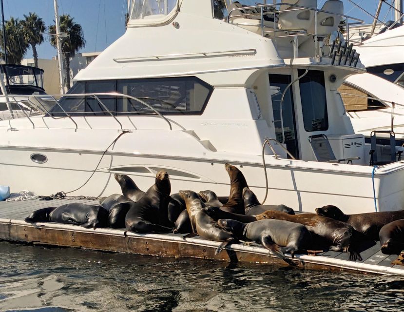 Marina Del Rey Luxury Boat Cruise Wine, Charcuterie Sealions - How the music and setting shape the mood