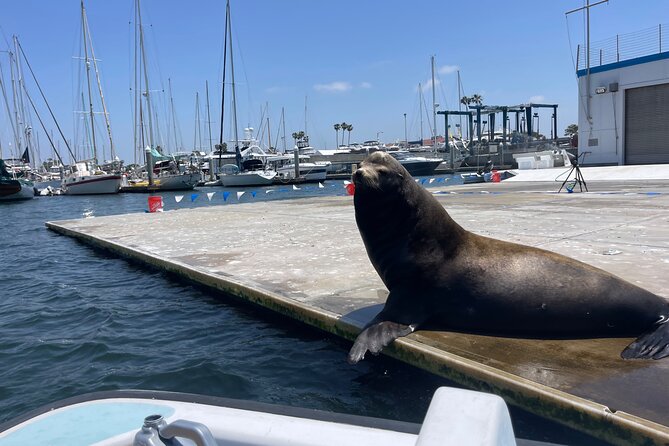 One Hour Cruise Around Marina del Rey - Marina del Rey Harbor, the main event