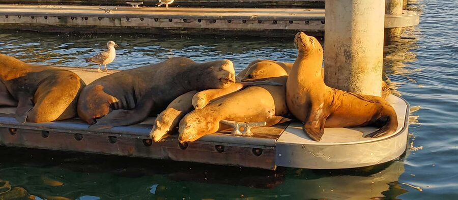 Romantic Boat Cruise with Wine & Cheese or Surprise Dinner - What the cruise route gives you
