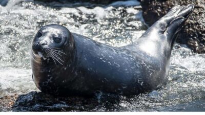San Pedro: West Harbor LA Dolphin & Whale Watching Cruise