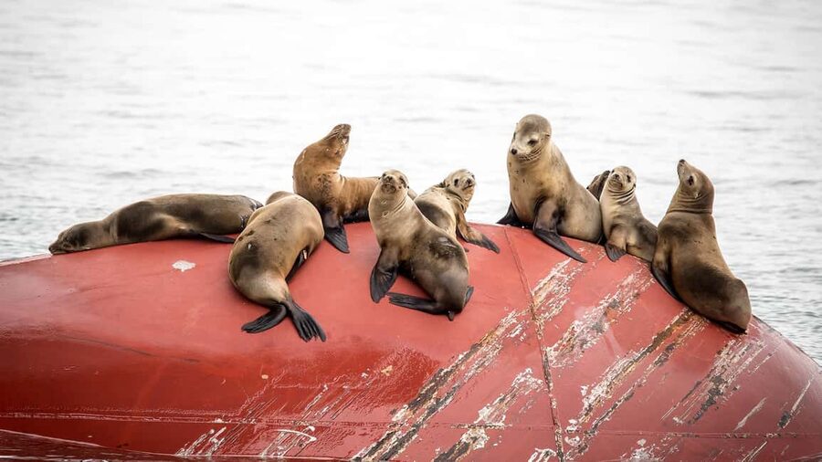 San Pedro: West Harbor LA Dolphin & Whale Watching Cruise - Who should book this San Pedro cruise?