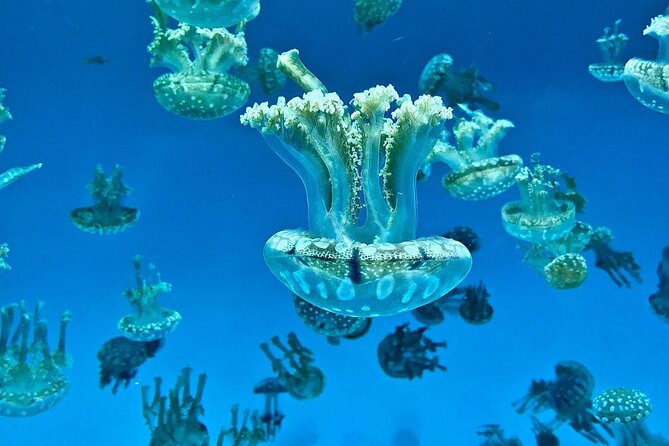 Skip the Ticketing Line: Aquarium of the Pacific General Admission Ticket - Key points to know before you go