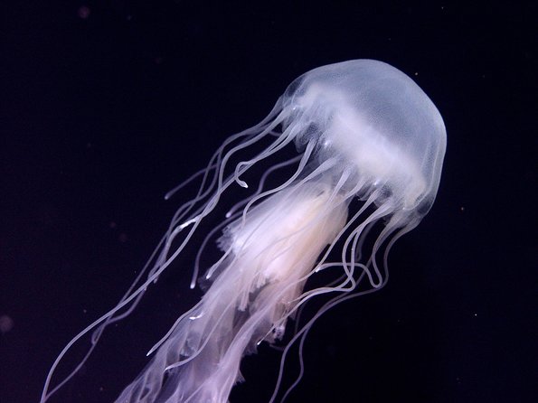 Skip the Ticketing Line: Aquarium of the Pacific General Admission Ticket - Three Pacific oceans in one Long Beach visit