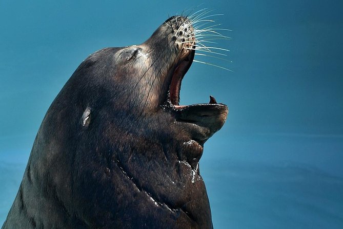 Skip the Ticketing Line: Aquarium of the Pacific General Admission Ticket - Pacific Visions and the included 4D movie