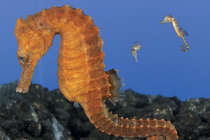 Skip the Ticketing Line: Aquarium of the Pacific General Admission Ticket - Getting there from Los Angeles and dealing with parking