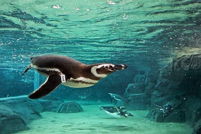 Skip the Ticketing Line: Aquarium of the Pacific General Admission Ticket - Shark Lagoon, sea lions, and the animals people remember